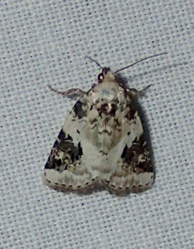 Réf. 216 724 : Pseudeustrotia candidula